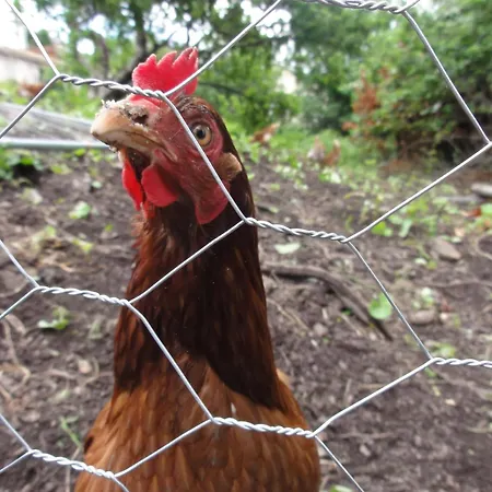 Gabriel House Корк