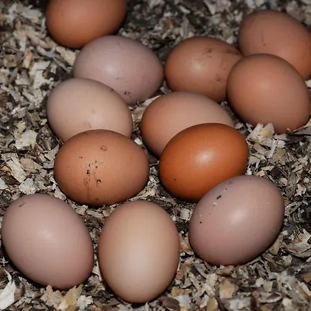 الضيافة جبريل هاوس فندق مبيت وإفطار