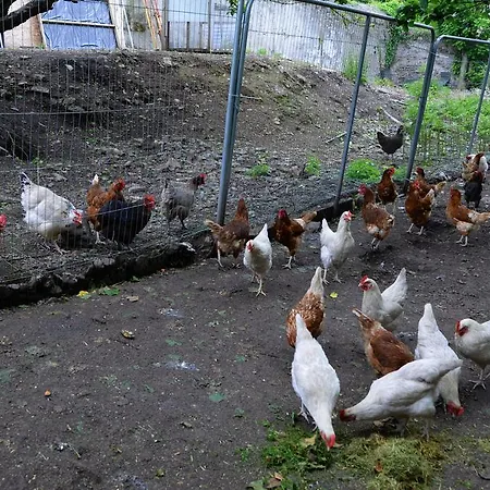 الضيافة جبريل هاوس 4* كورك