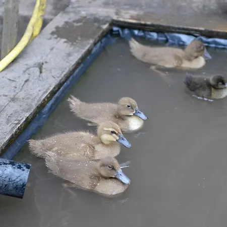 الضيافة جبريل هاوس كورك