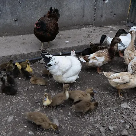 فندق مبيت وإفطار الضيافة جبريل هاوس