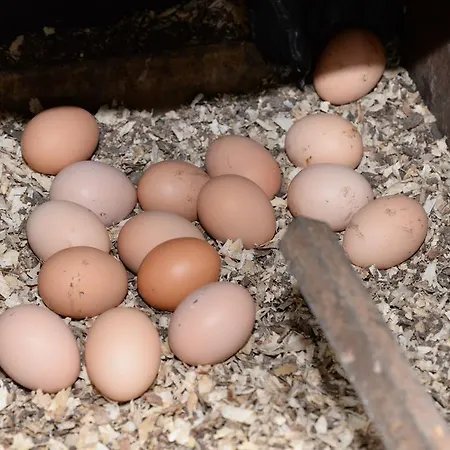 فندق مبيت وإفطار الضيافة جبريل هاوس كورك