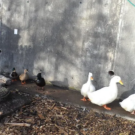 الضيافة جبريل هاوس فندق مبيت وإفطار