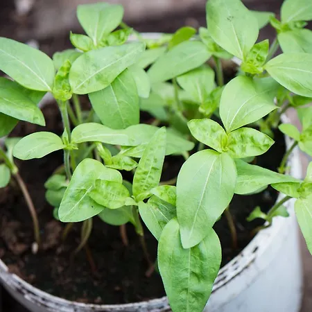 الضيافة جبريل هاوس فندق مبيت وإفطار 4*