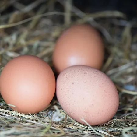 الضيافة جبريل هاوس فندق مبيت وإفطار