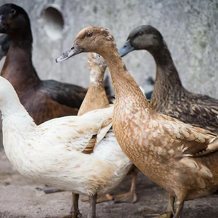 فندق مبيت وإفطار الضيافة جبريل هاوس