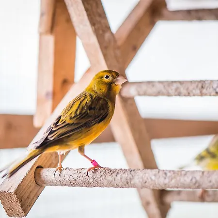 الضيافة جبريل هاوس 4*