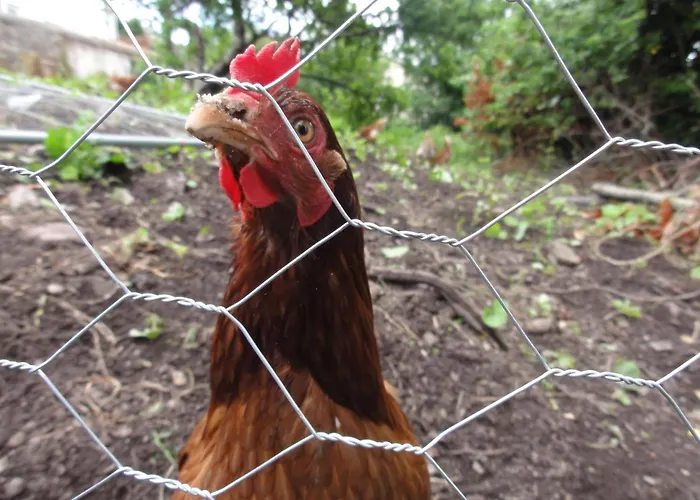 Gabriel House Корк