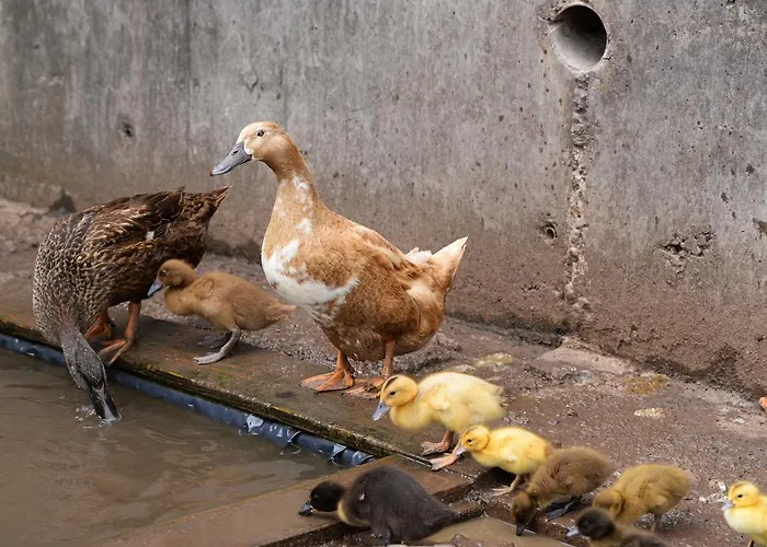 Bed and Breakfast Gabriel House Κορκ