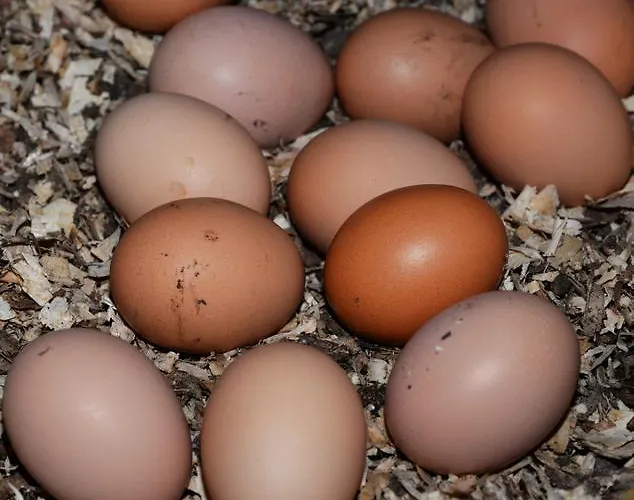 Gabriel House Отель типа 