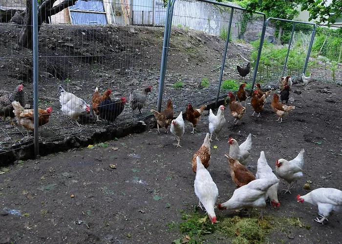 Gabriel House 4* Корк