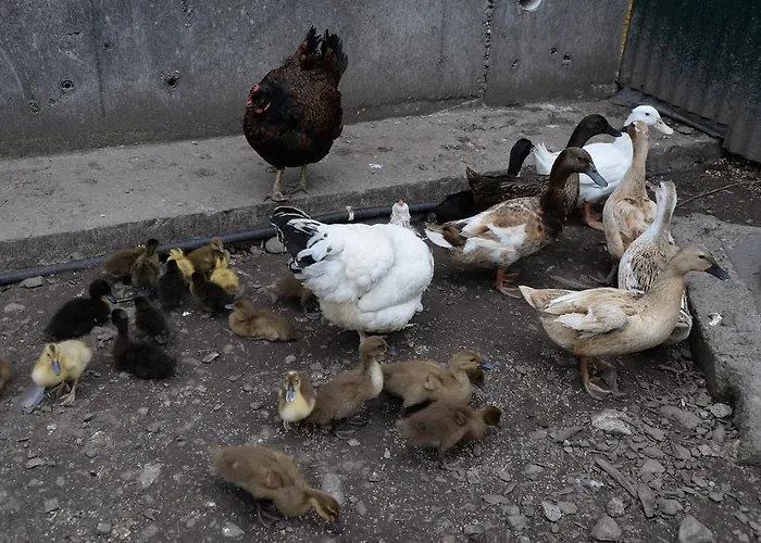 Frühstückspension Gabriel House