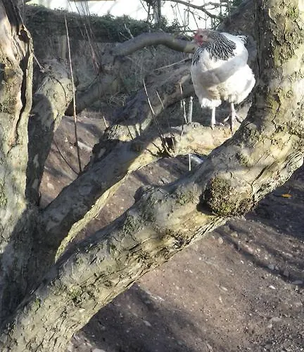 Frühstückspension Gabriel House Cork