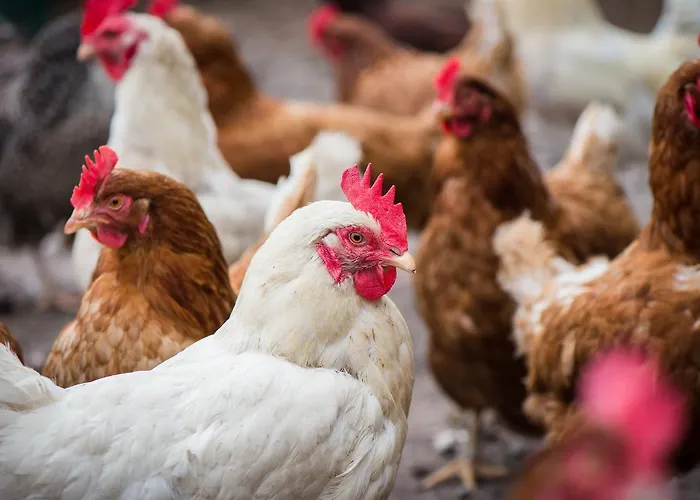 Frühstückspension Gabriel House Cork