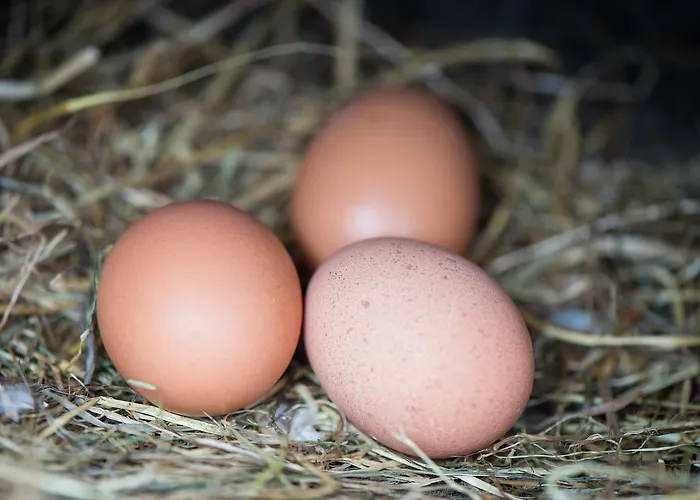 Gabriel House Frühstückspension