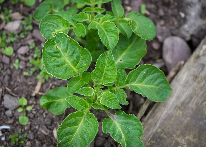 Gabriel House Корк